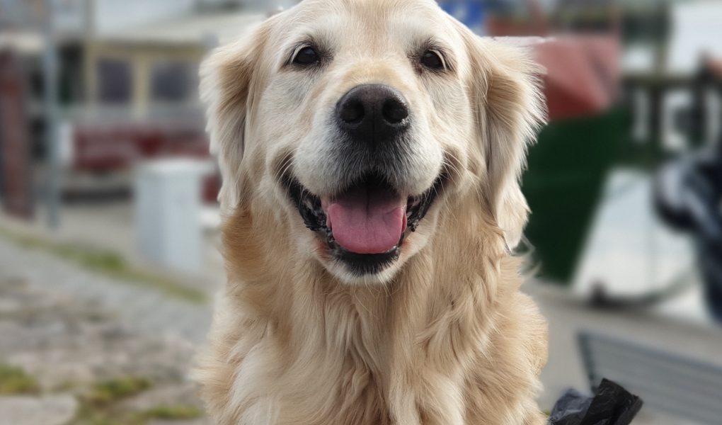 Hunde Haare