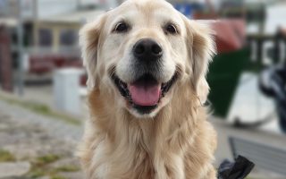 Hunde Haare