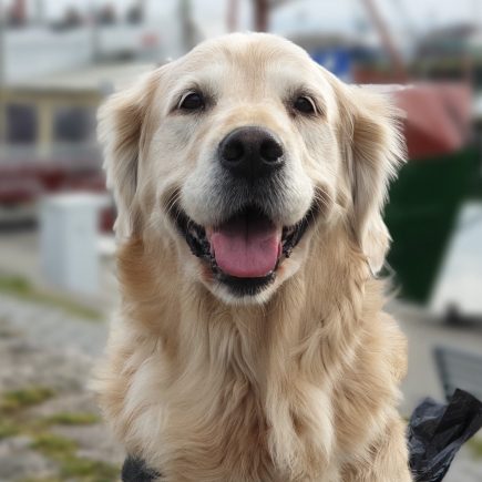 Hunde Haare