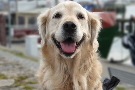 Hunde Haare